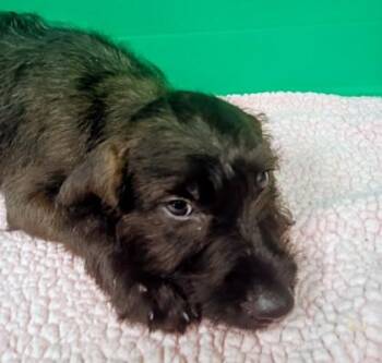 Jolene -  Mixed Breed Dog for Adoption in Houston, Texas - Jolene | PetCurious