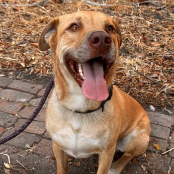 Toby -  Labrador Retriever and Pit Bull Terrier Dog for Adoption in Whittier, California - Toby | PetCurious