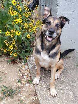 Rescue German Shepherd Dog Dogs for Adoption in Parkton, Maryland - Ranger | PetCurious