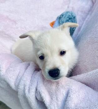 Sauvi (Sauvignon Blanc) -  Shepherd Dog for Adoption in Houston, Texas - Sauvi (Sauvignon Blanc) | PetCurious