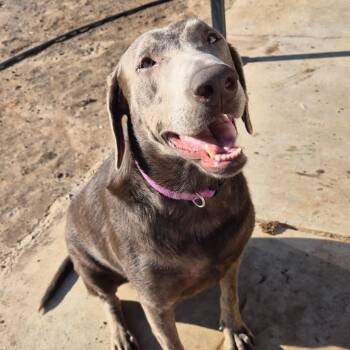 *** Chloe -  Weimaraner Dog for Adoption in Oceanside, California - *** Chloe | PetCurious