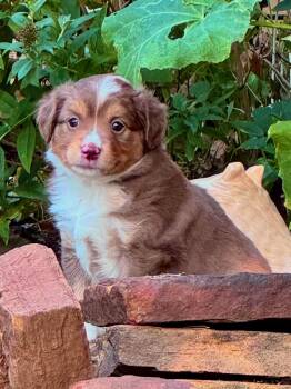 ARPH 14704 - Spangle -  Australian Shepherd Dog for Adoption in North Richland Hills, Texas - ARPH 14704 - Spangle | PetCurious
