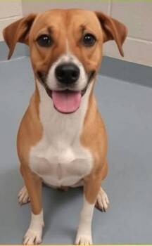 Shayla -  Labrador Retriever Dog for Adoption in Sheboygan, Wisconsin - Shayla | PetCurious