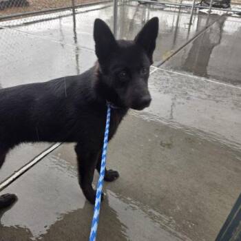 Crystal -  German Shepherd Dog and Mixed Breed Dog for Adoption in Grand Junction, Colorado - Crystal | PetCurious
