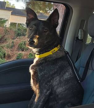 Rescue Shepherd Dogs for Adoption in San Diego, California - Tessa's Lucy | PetCurious