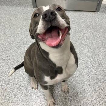 American Staffordshire Terrier and Mixed Breed Dogs Available for Adoption in Grand Rapids, Michigan - Kiku | PetCurious