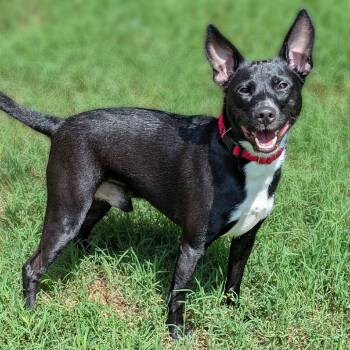 Thackery Binx -  Basenji and Mixed Breed Dog for Adoption in Charlottesville, Virginia - Thackery Binx | PetCurious