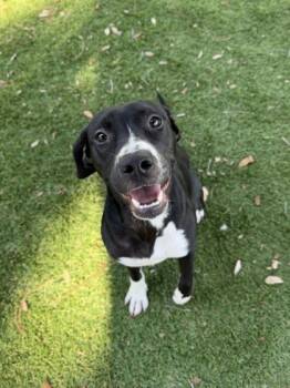 Meeka - 2 -  Labrador Retriever and Mixed Breed Dog for Adoption in Daytona Beach, Florida - Meeka - 2 | PetCurious