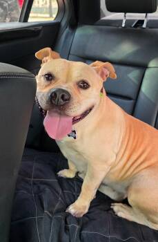 Moo Deng -  Staffordshire Bull Terrier and American Bulldog Dog for Adoption in Houston, Texas - Moo Deng | PetCurious