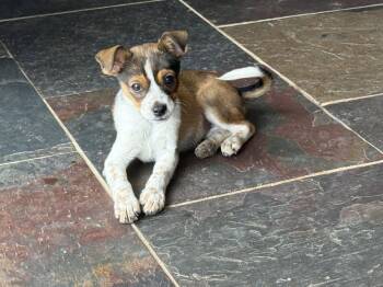 Zoey -  Rat Terrier Dog for Adoption in Littleton, Colorado - Zoey | PetCurious