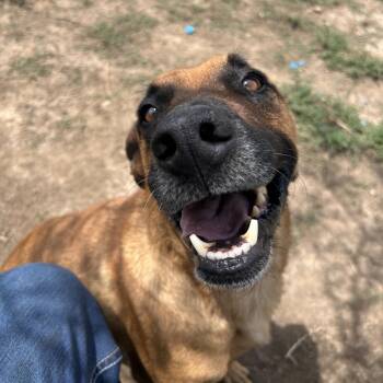 Cody -  Mixed Breed Dog for Adoption in Flagstaff, Arizona - Cody | PetCurious