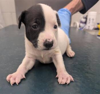 Mellow -  Pit Bull Terrier Dog for Adoption in Mobile, Alabama - Mellow | PetCurious