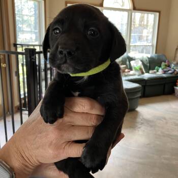 Rat Terrier and Labrador Retriever Dogs Available for Adoption - David Bowie | PetCurious