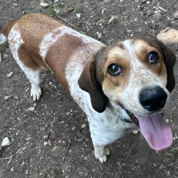 Houndy -  Coonhound and Mixed Breed Dog for Adoption in Buffalo, Minnesota - Houndy | PetCurious