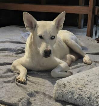Charlotte -  Husky Dog for Adoption in Denver, Colorado - Charlotte | PetCurious