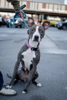 Little Lady -  Pit Bull Terrier Dog for Adoption in Frankfort, New York - Little Lady | PetCurious