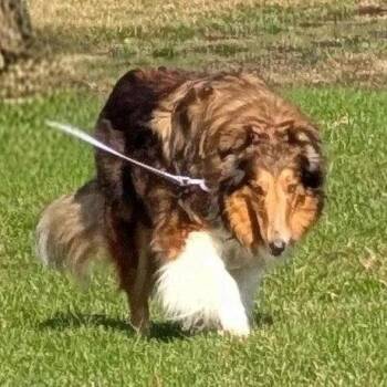 Collie Dogs Available for Adoption - Maggie | PetCurious