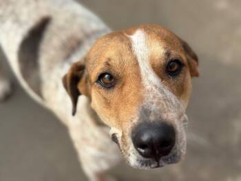 English Coonhound and Mixed Breed Dogs Available for Adoption - SUZANNE | PetCurious