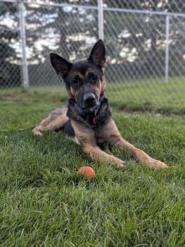 Higgins -  German Shepherd Dog Dog for Adoption in Grand Rapids, Michigan - Higgins | PetCurious