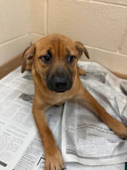 Foccaccia -  Affenpinscher Dog for Adoption in Nacogdoches, Texas - Foccaccia | PetCurious