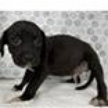 Roni -  Labrador Retriever and Mixed Breed Dog for Adoption in Clearwater, Florida - Roni | PetCurious