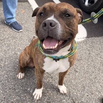 Benito -  American Staffordshire Terrier and Boxer Dog for Adoption in Montclair, New Jersey - Benito | PetCurious