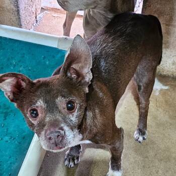 Rescue Chihuahua Dogs for Adoption in Midland, Texas - Butch | PetCurious