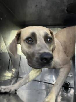 ANNIE -  Mixed Breed Dog for Adoption in Dallas, Texas - ANNIE | PetCurious