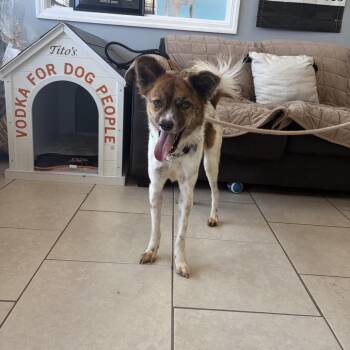 Singkhon -  Mixed Breed Dog for Adoption in Patchogue, New York - Singkhon | PetCurious