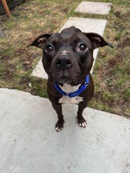 Rescue Mixed Breed Dogs for Adoption in West Chester, Pennsylvania - Duchess | PetCurious