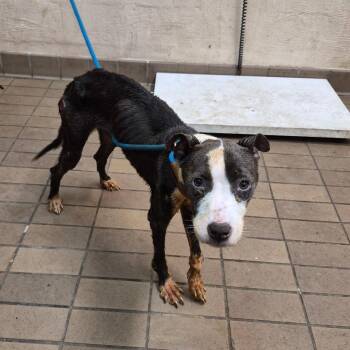 Juanita -  Pit Bull Terrier Dog for Adoption in Birmingham, Alabama - Juanita | PetCurious