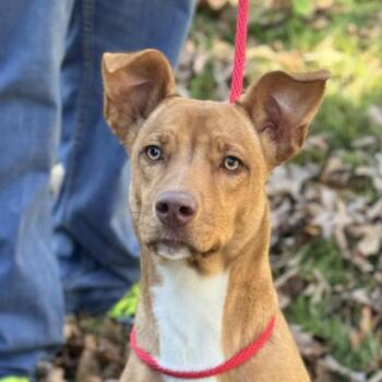 Vizsla Dogs Available for Adoption in Locust Fork, Alabama - Blakely | PetCurious