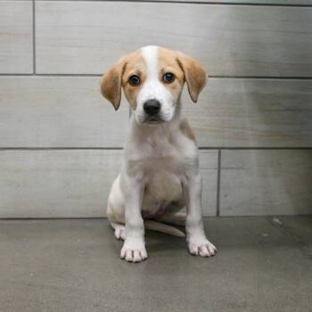 Mixed Breed Dogs Available for Adoption in West Jordan, Utah - Cheese | PetCurious
