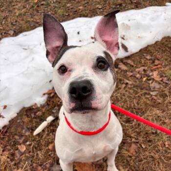 Pit Bull Terrier Dogs Available for Adoption - Bella | PetCurious