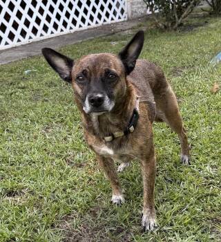 Penelope -  Mixed Breed Dog for Adoption in Slidell, Louisiana - Penelope | PetCurious