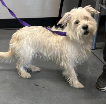 Pen 198 Jack -  Terrier Dog for Adoption in Lawrenceville, Georgia - Pen 198 Jack | PetCurious