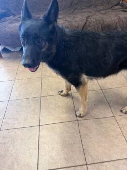 Grace -  German Shepherd Dog Dog for Adoption in Marion, Ohio - Grace | PetCurious