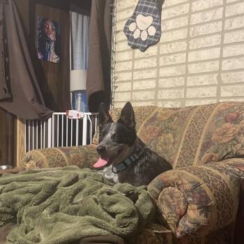 Denali -  Australian Cattle Dog Blue Heeler Dog for Adoption in Uniontown, Pennsylvania - Denali | PetCurious