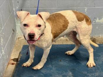 Pit Bull Terrier Dogs Available for Adoption in Woodland, California - *FLEETWOOD MAC | PetCurious