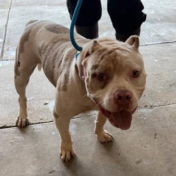 Stanzi -  English Bulldog Dog for Adoption in Birmingham, Alabama - Stanzi | PetCurious