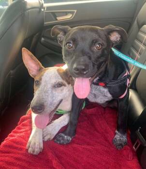 Rescue Australian Cattle Dog Blue Heeler Dogs for Adoption in Addison, Illinois - Betty & Wilma | PetCurious