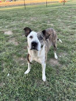 Rescue Pit Bull Terrier Dogs for Adoption in Evansville, Indiana - Grace | PetCurious