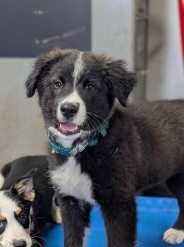 Panda - brother to Rainbow -  Border Collie Dog for Adoption in Horn Lake, Mississippi - Panda - Brother To Rainbow | PetCurious