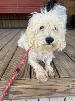 Poodle Dogs Available for Adoption - Dawson | PetCurious