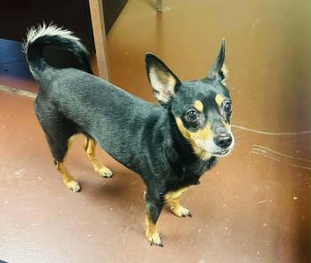 Chihuahua Dogs Available for Adoption - Trixie | PetCurious