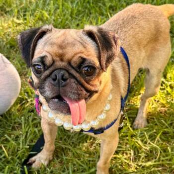 Pearl -*Available By Appt*Chino Hills Location -  Pug Dog for Adoption in Chino Hills, California - Pearl -*Available By Appt*Chino Hills Location | PetCurious