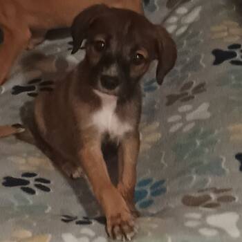 Rescue Chihuahua and Terrier Dogs for Adoption in Summerfield, North Carolina - Gomez | PetCurious