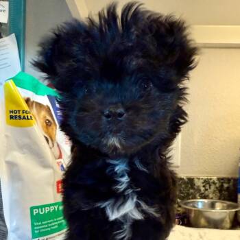 Yorkshire Terrier and Poodle Dogs Available for Adoption in Ennis, Texas - Teddy Fka Elvis | PetCurious