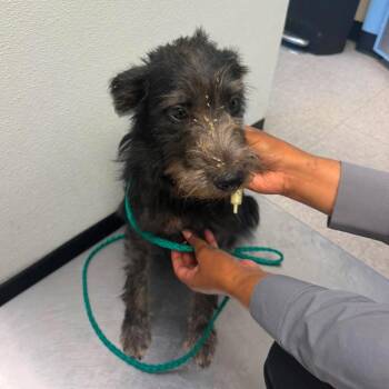 Countess 26-07-109 -  Schnauzer Dog for Adoption in Bastrop, Texas - Countess 26-07-109 | PetCurious