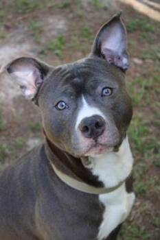 Staffordshire Bull Terrier and Mixed Breed Dogs Available for Adoption in North Charleston, South Carolina - 05727B Chum Chum | PetCurious